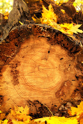 Similar image 2978321