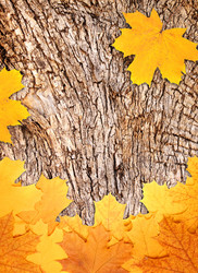 Similar image 2978322