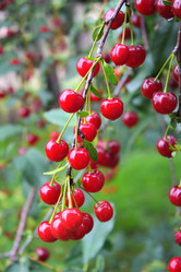 Similar image 2978325