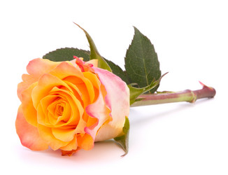 Similar image 2978515