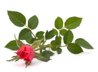 Similar image 2979585