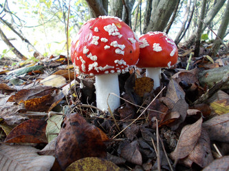 Similar image 2979977