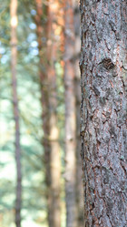 Similar image 2981438