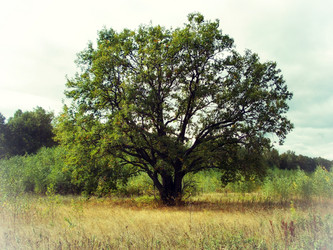 Similar image 2983554