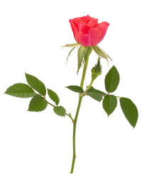 Similar image 2987103