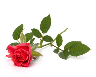 Similar image 2987233