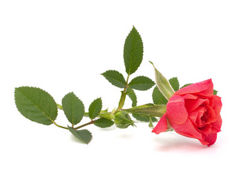 Similar image 2987305