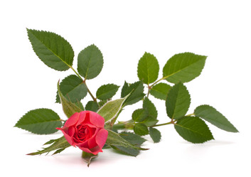 Similar image 2987345