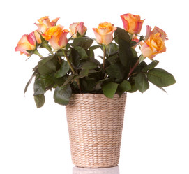 Similar image 2987393