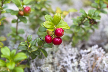 Similar image 2988081