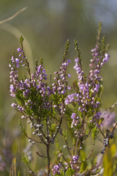 Similar image 2988082