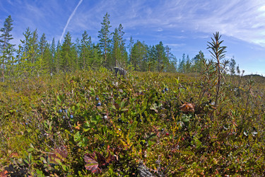 Similar image 2988083