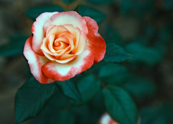 Similar image 2988131