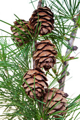 Similar image 2988355