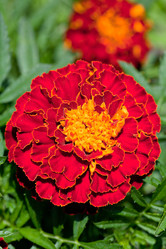 Similar image 2988416