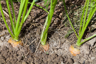 Similar image 2988437