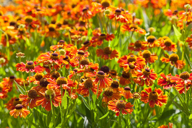 Similar image 2988442