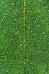 Similar image 2988498