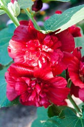 Similar image 2988527