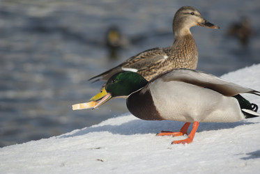 Similar image 2989038