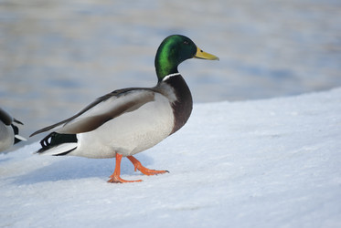 Similar image 2989039