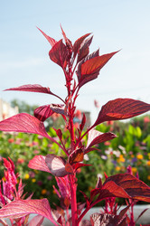 Similar image 2989244