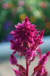 Similar image 2989250