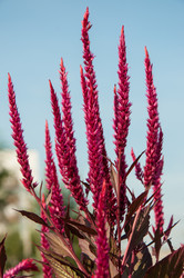 Similar image 2989252