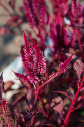 Similar image 2989261