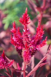 Similar image 2989262