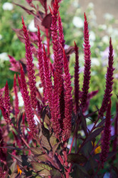 Similar image 2989264