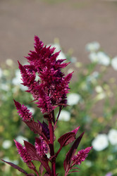 Similar image 2989266