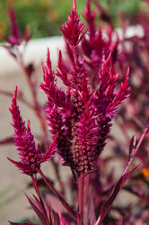 Similar image 2989267