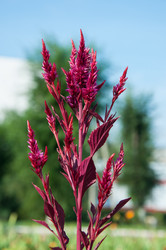 Similar image 2989269