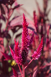 Similar image 2989270