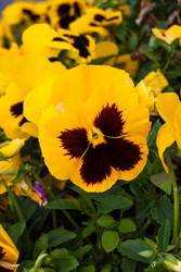 Similar image 2989437