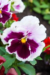 Similar image 2989449