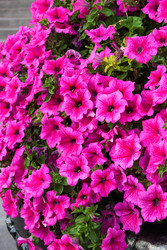 Similar image 2989452