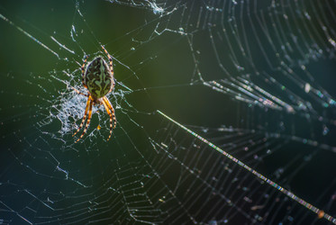 Similar image 2989538