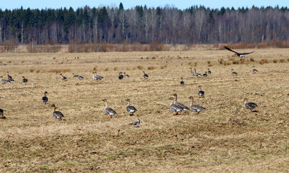 Similar image 2992752