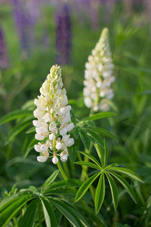 Similar image 2994784