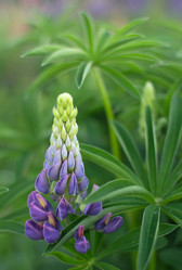 Similar image 2994789