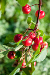 Similar image 2996544