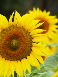 Similar image 2997435