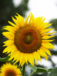 Similar image 2997436