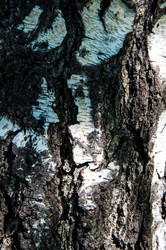 Similar image 2999015