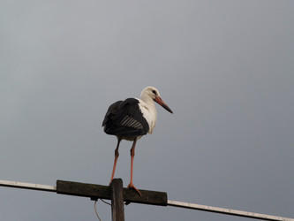 Similar image 3000161