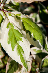 Similar image 3020535