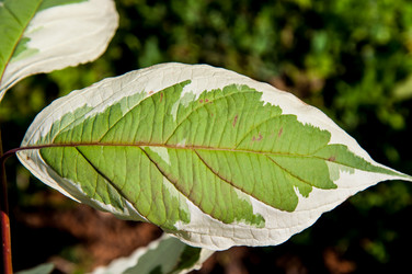 Similar image 3021237