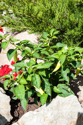 Similar image 3021355